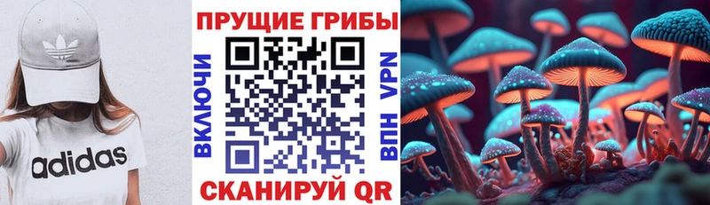 как найти   Чернушка  omg сайт  Галлюциногенные грибы MAGIC MUSHROOMS 